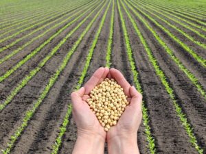 Towards an agricultural future: can Italy live just on the primary sector?